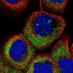 OTUD7A Antibody, Novus Biologicals 0.1mL; Unlabeled:Antibodies, Polyclonal